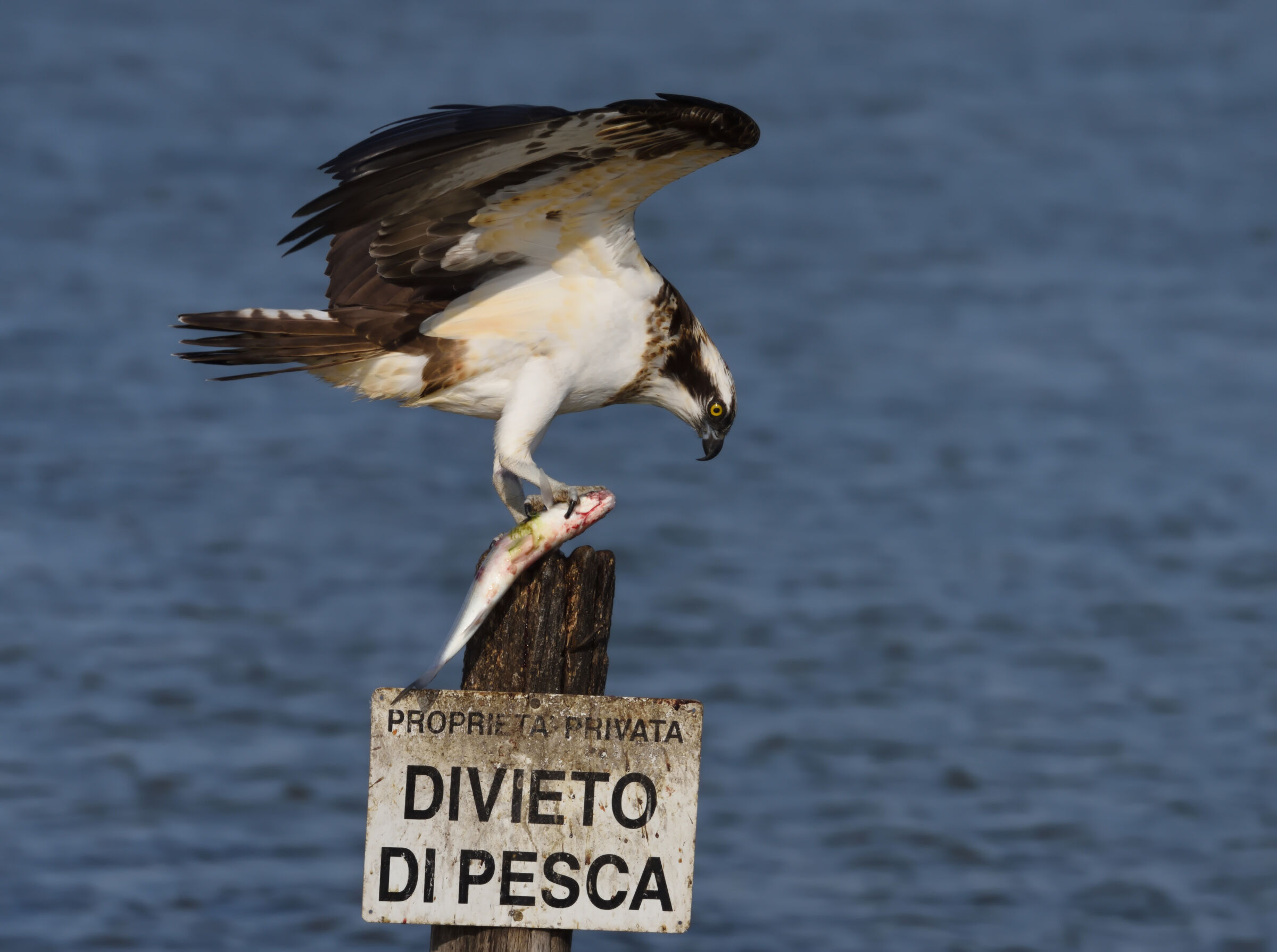 Osprey