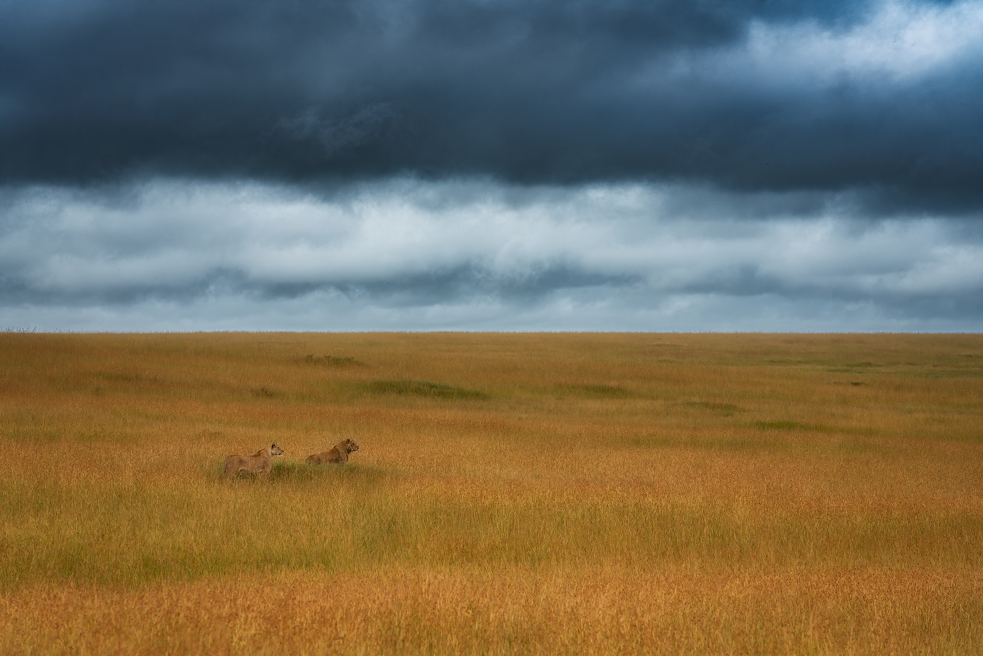 Leoni nella savana