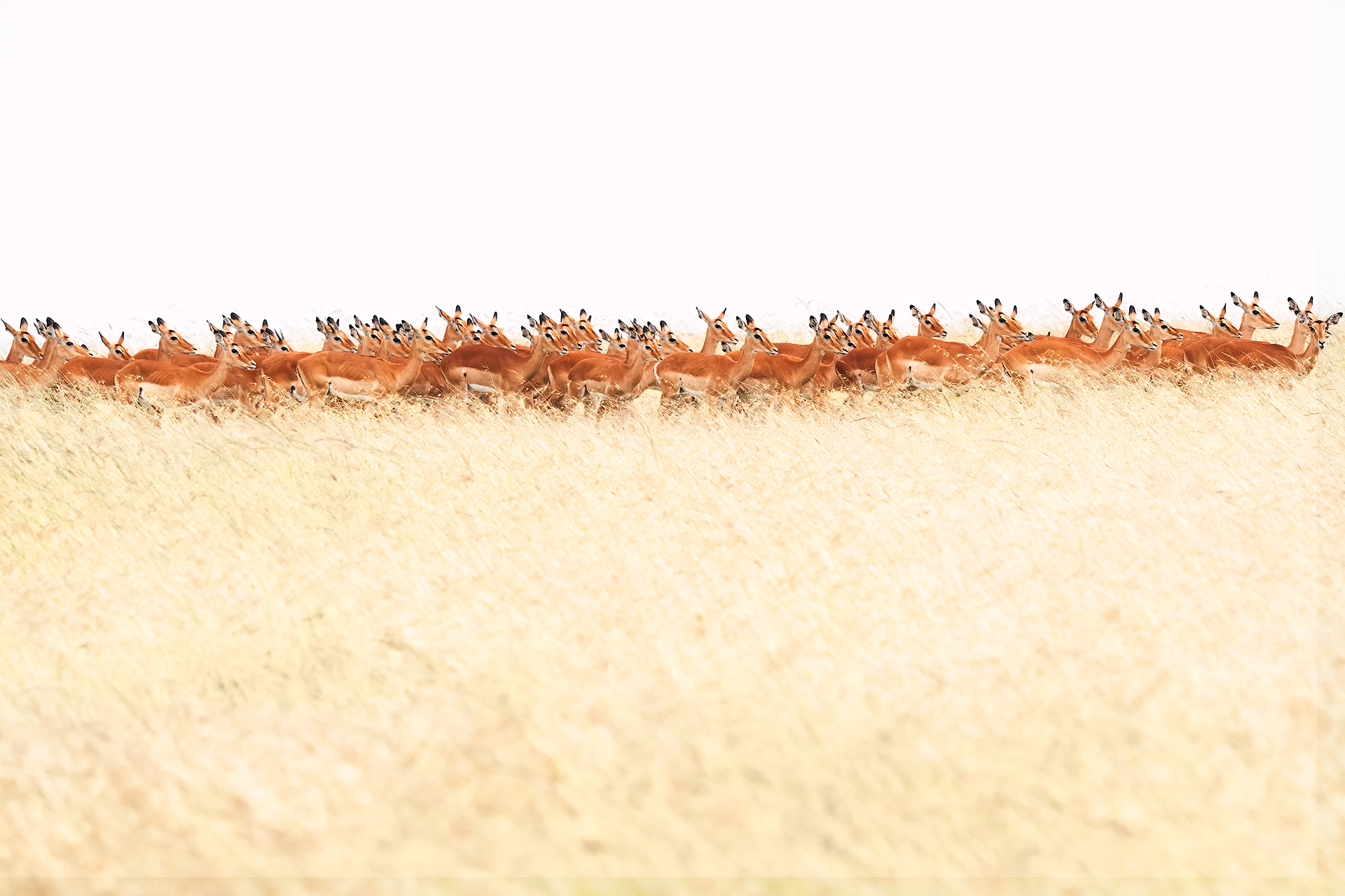 Impala