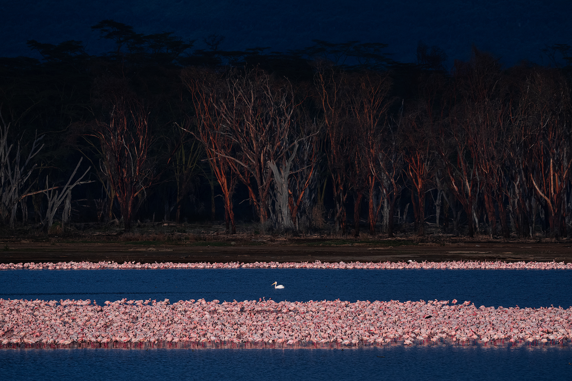 Fenicotteri al Lake Nakuru