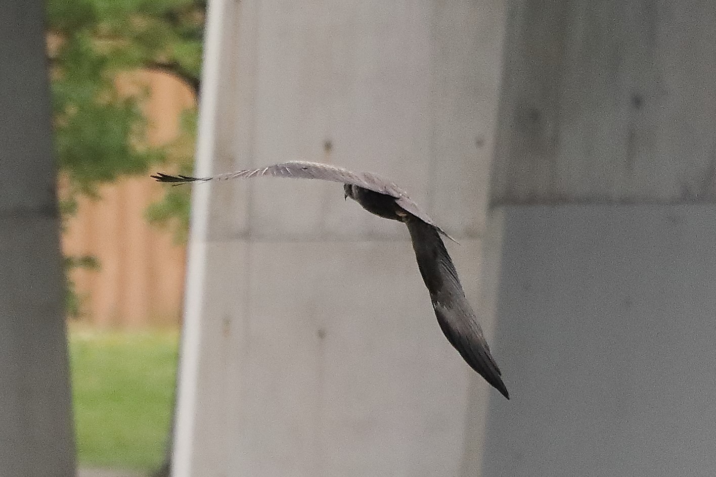 Black kite 24-04-2022