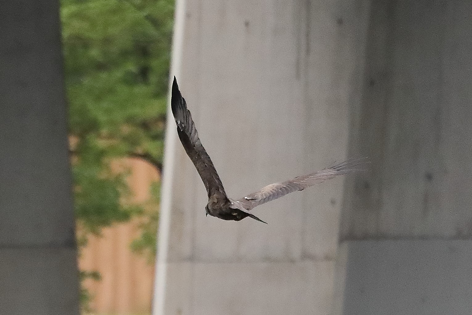 Black kite 24-04-2022