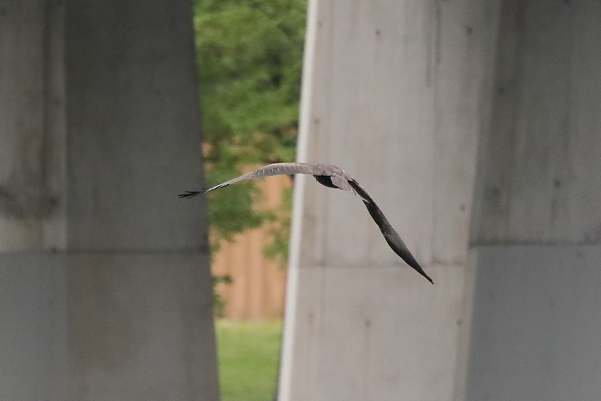 Black kite 24-04-2022