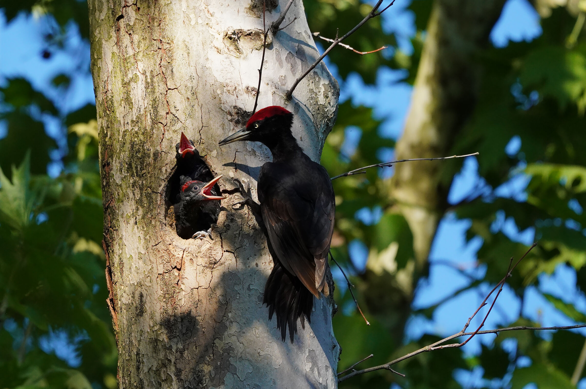 Le grida della prole....
