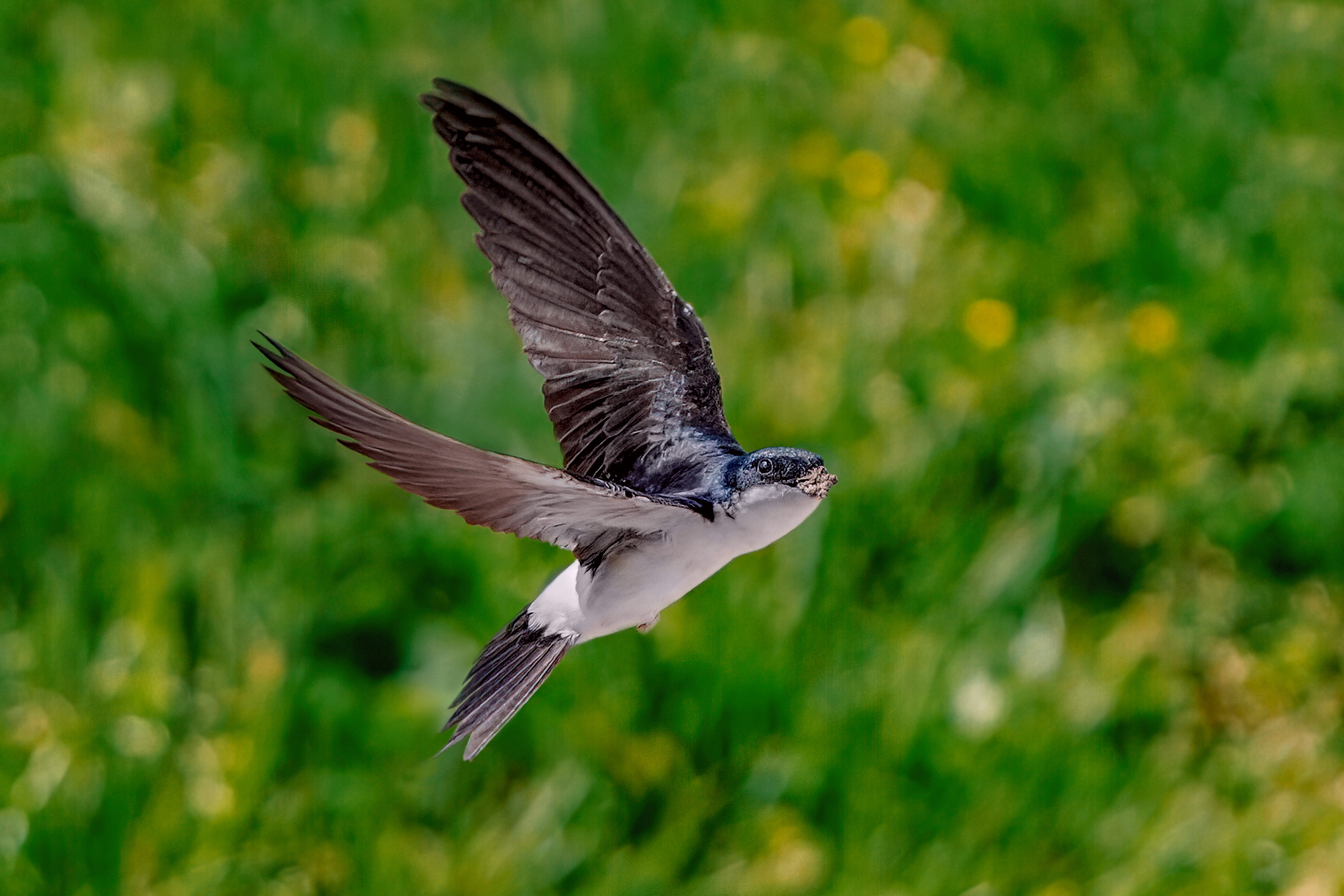 Balestruccio in volo