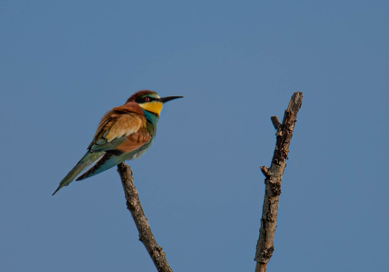 Aspettando la fidanzata