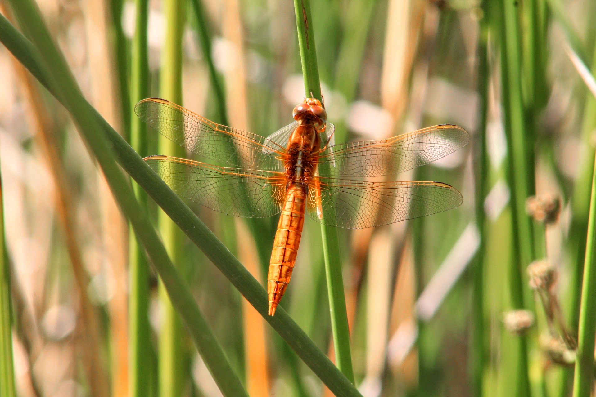 Sbirciando tra le canne
