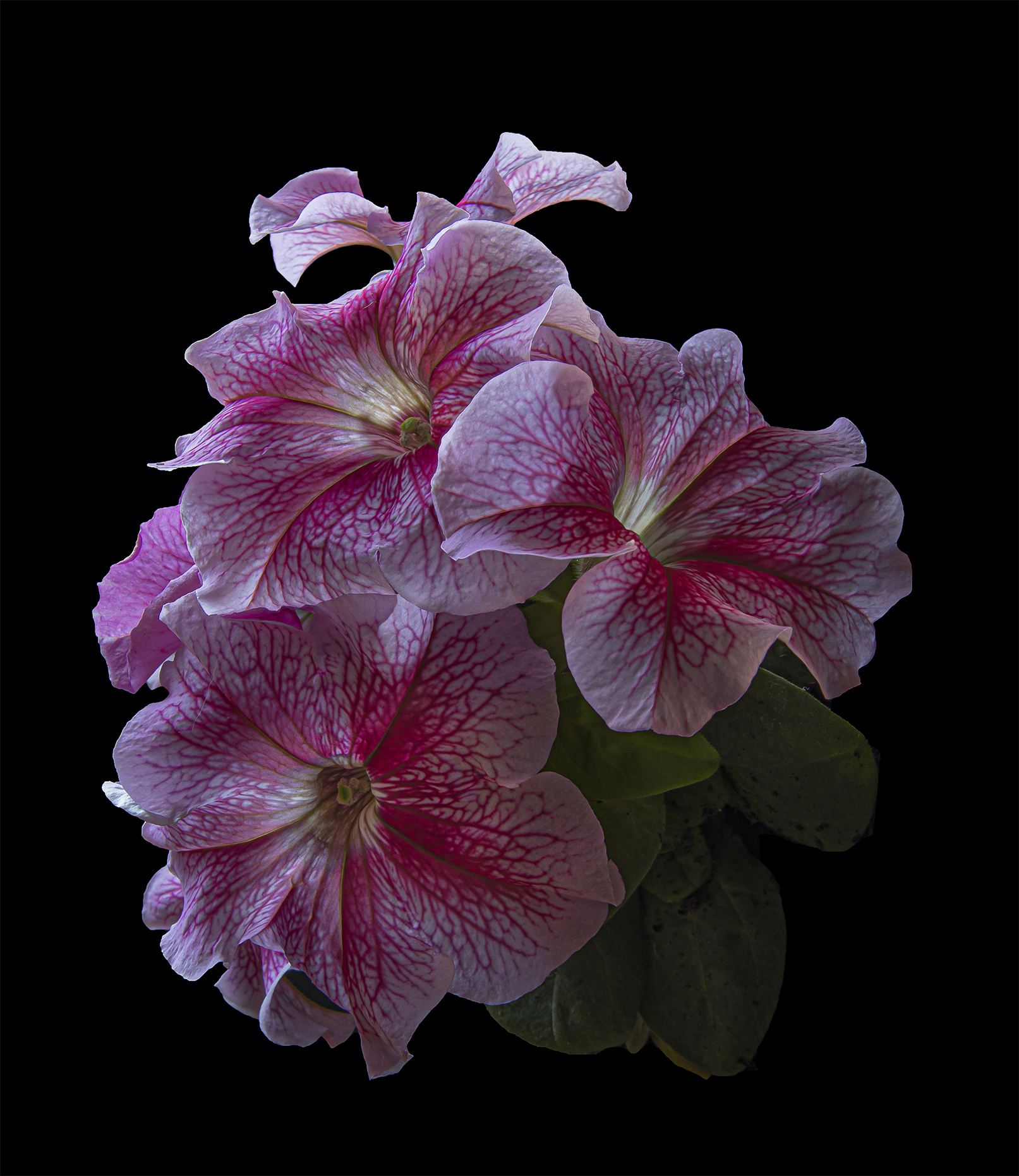 My wife's Petunia...