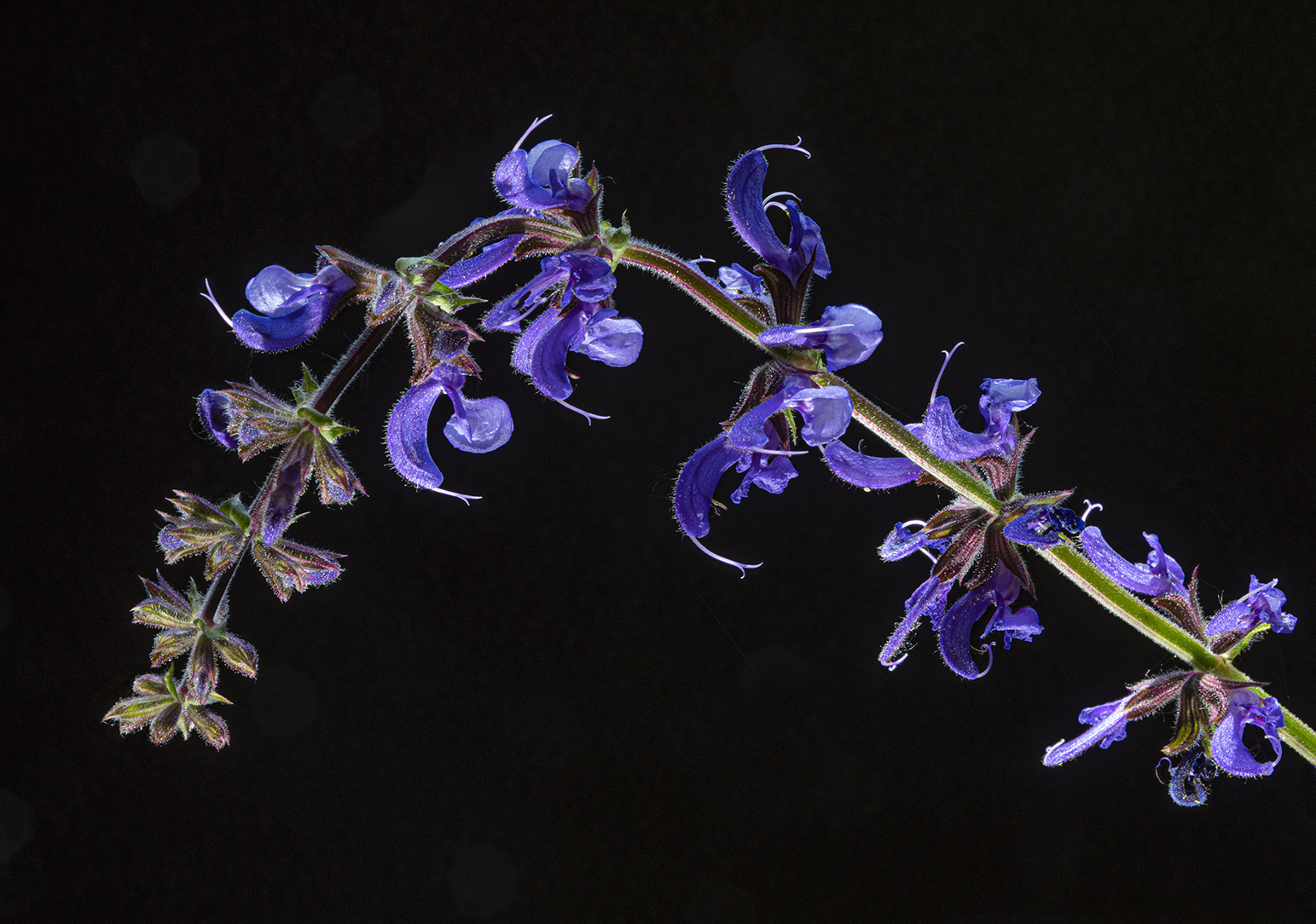 Salvia pratense...