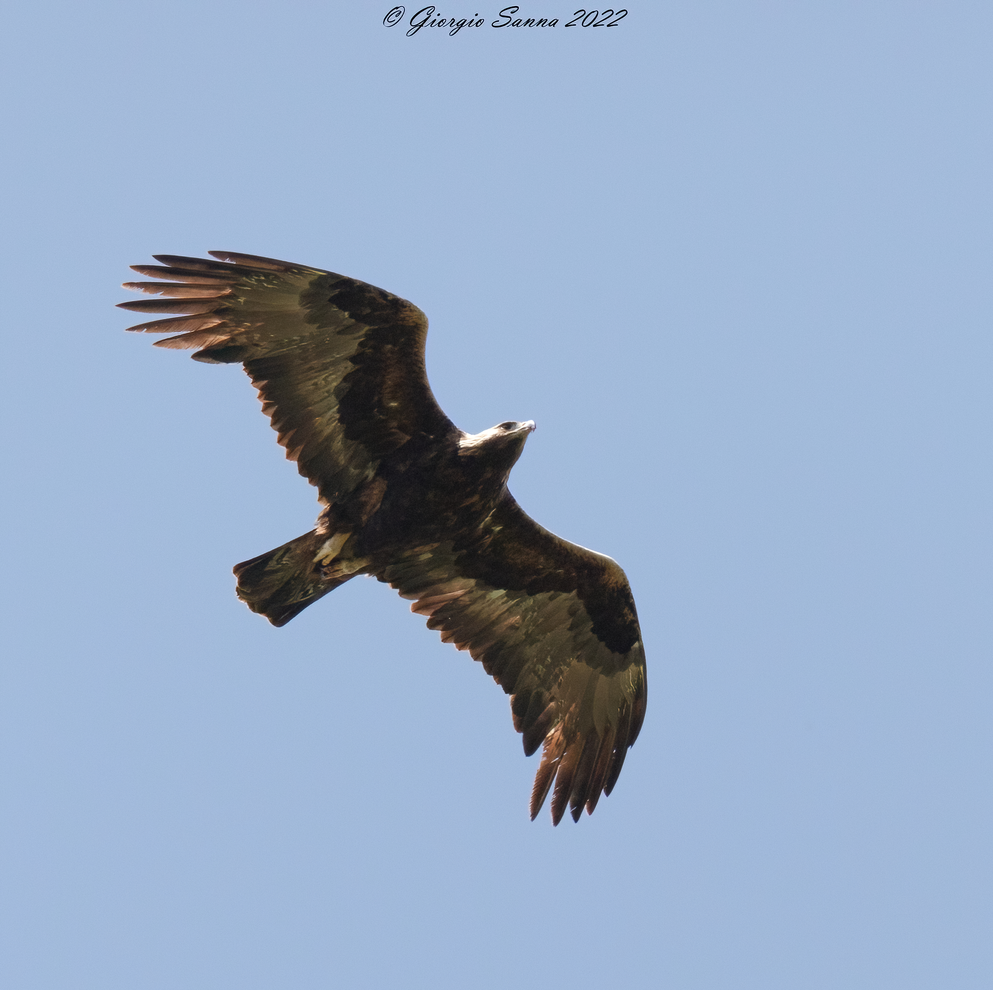 Golden eagle