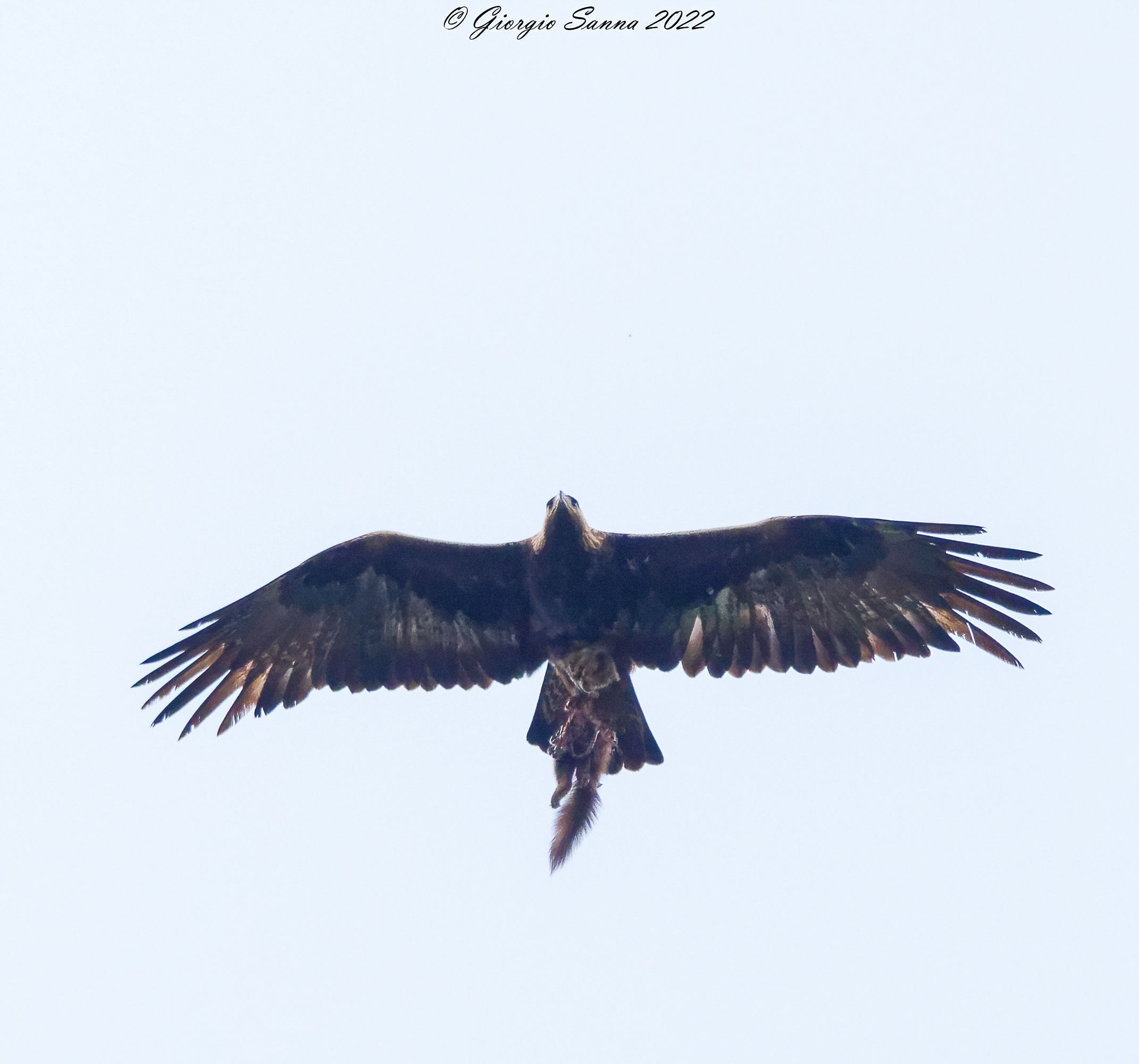 Golden eagle
