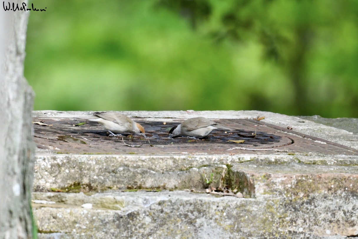 ... what a thirst ... female blackcap and male blackcap (1)