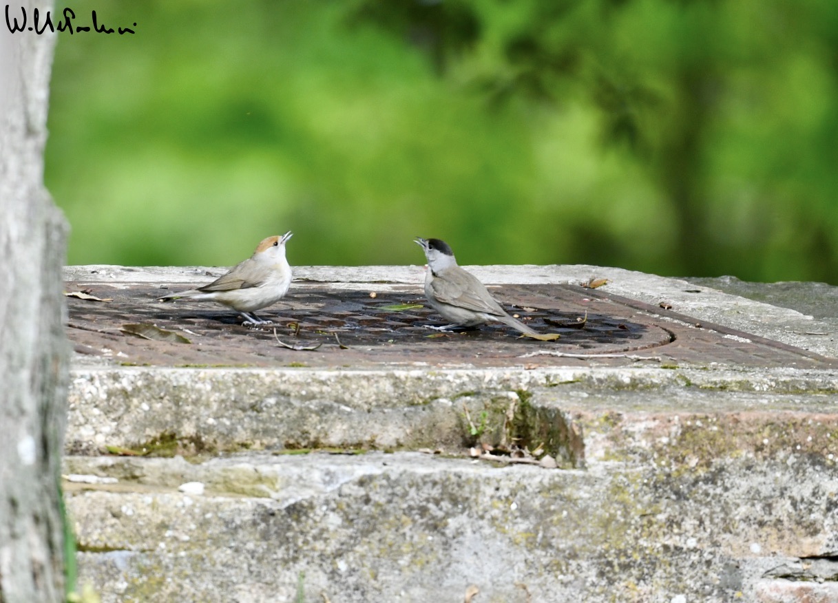 ... what a thirst ... female blackcap and male blackcap (2)