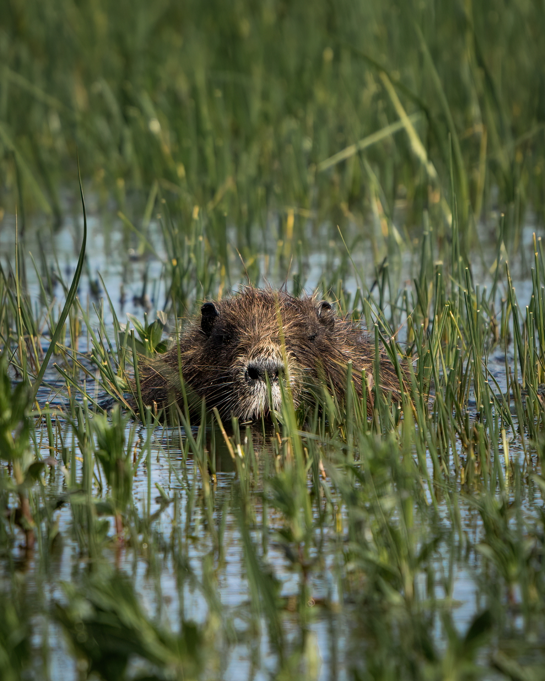Marsh nutria