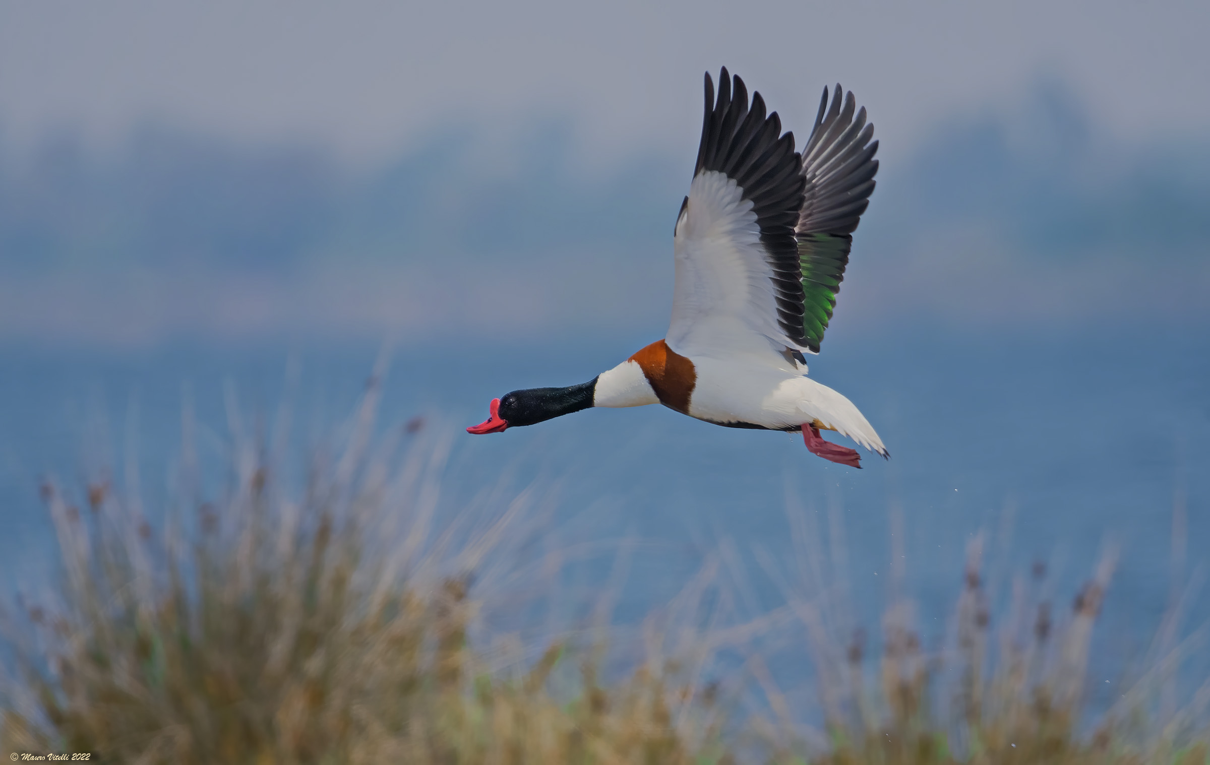 Volpoca (Tadorna tadorna)