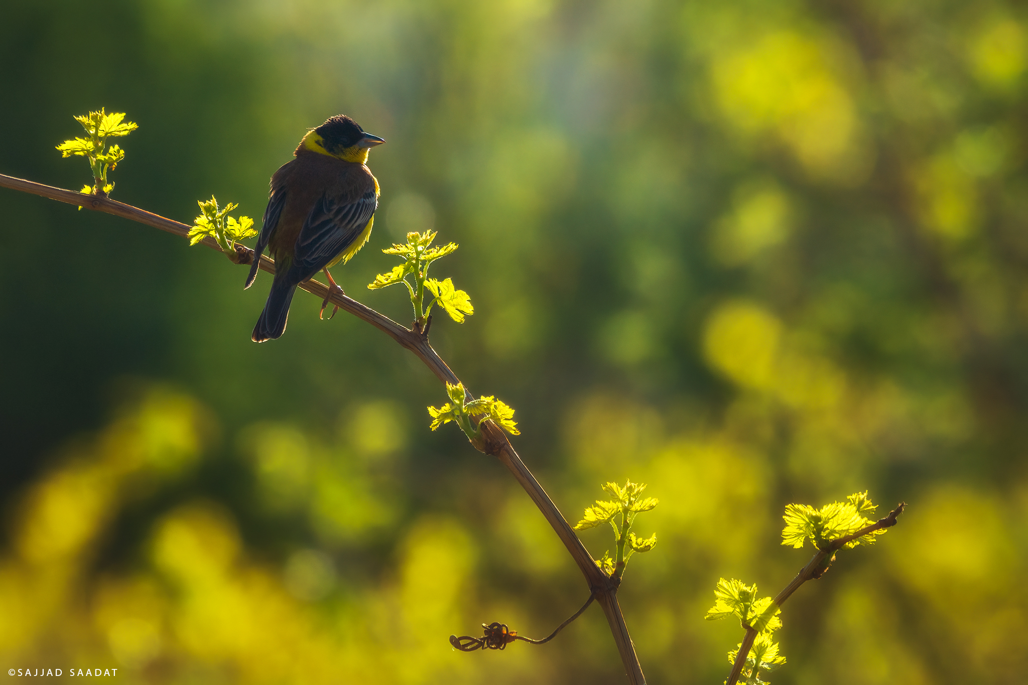 Black-headed bunting