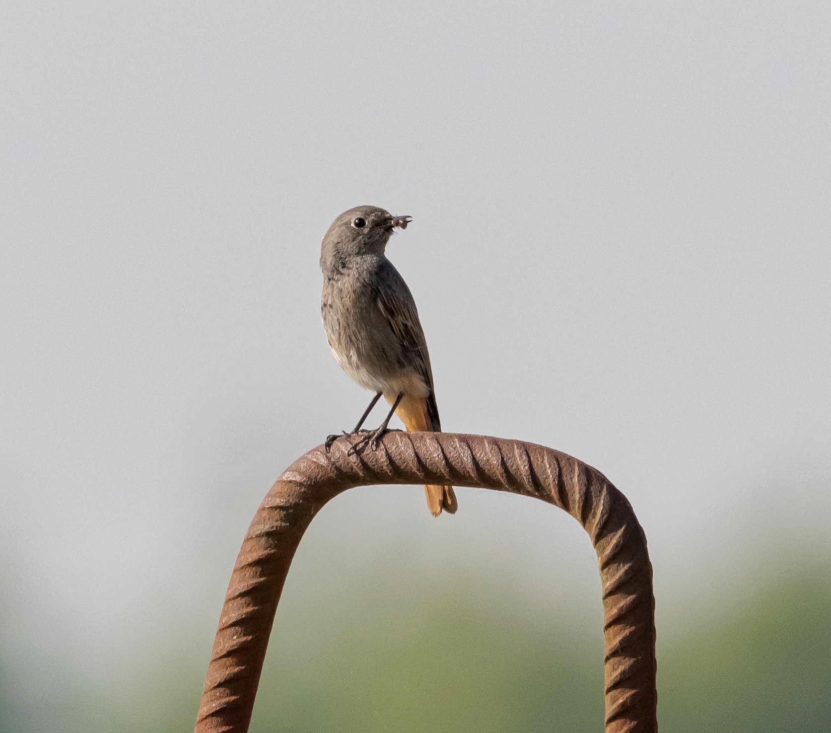 Redstart female chimney sweep with prey 12/05/22