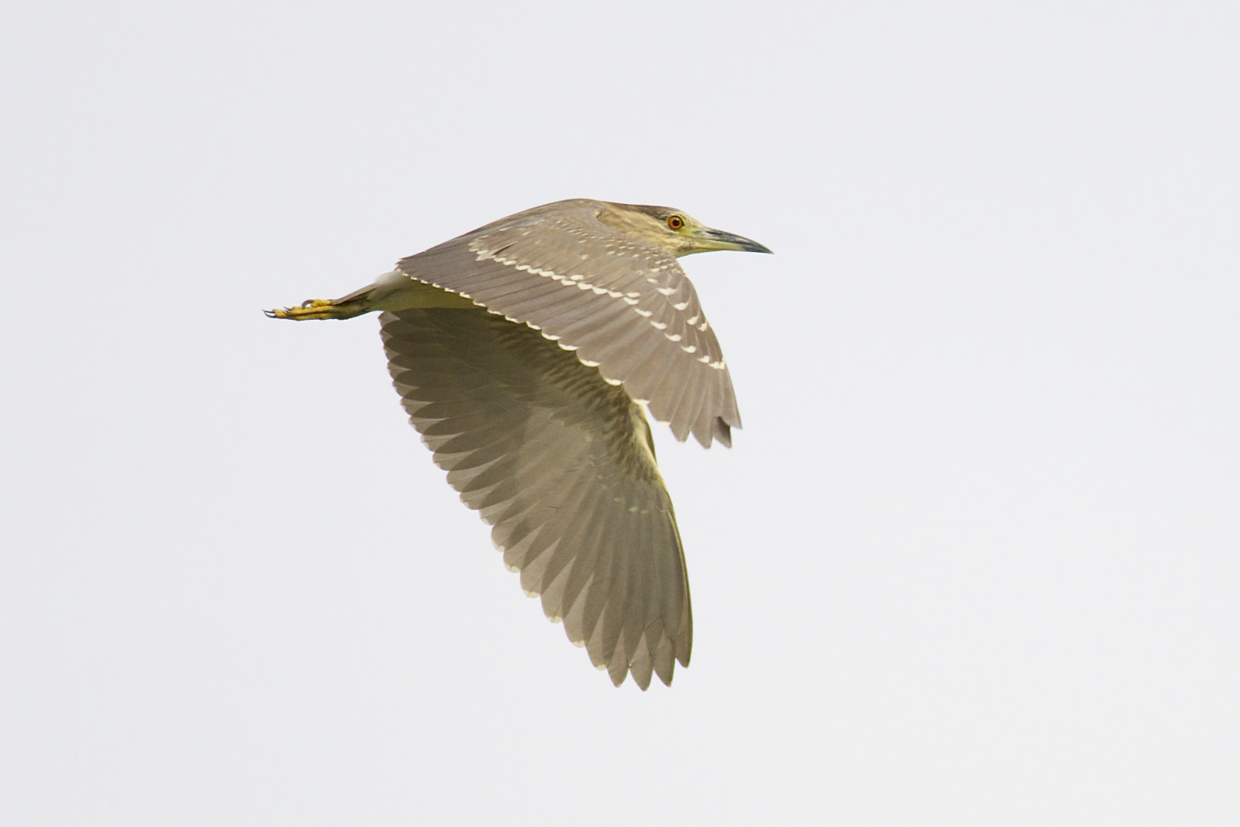 2013 Night Heron
