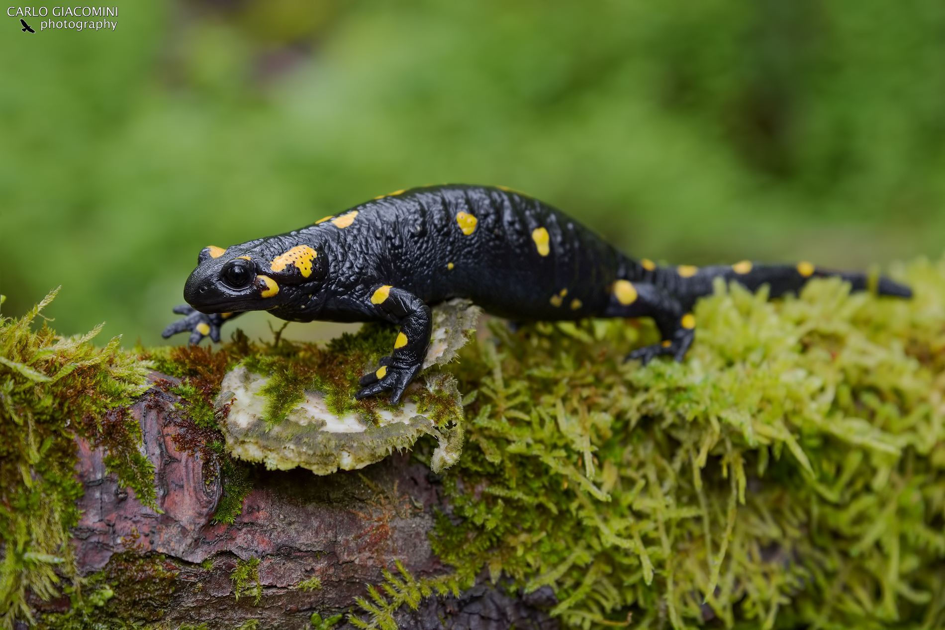 Salamandra pezzata