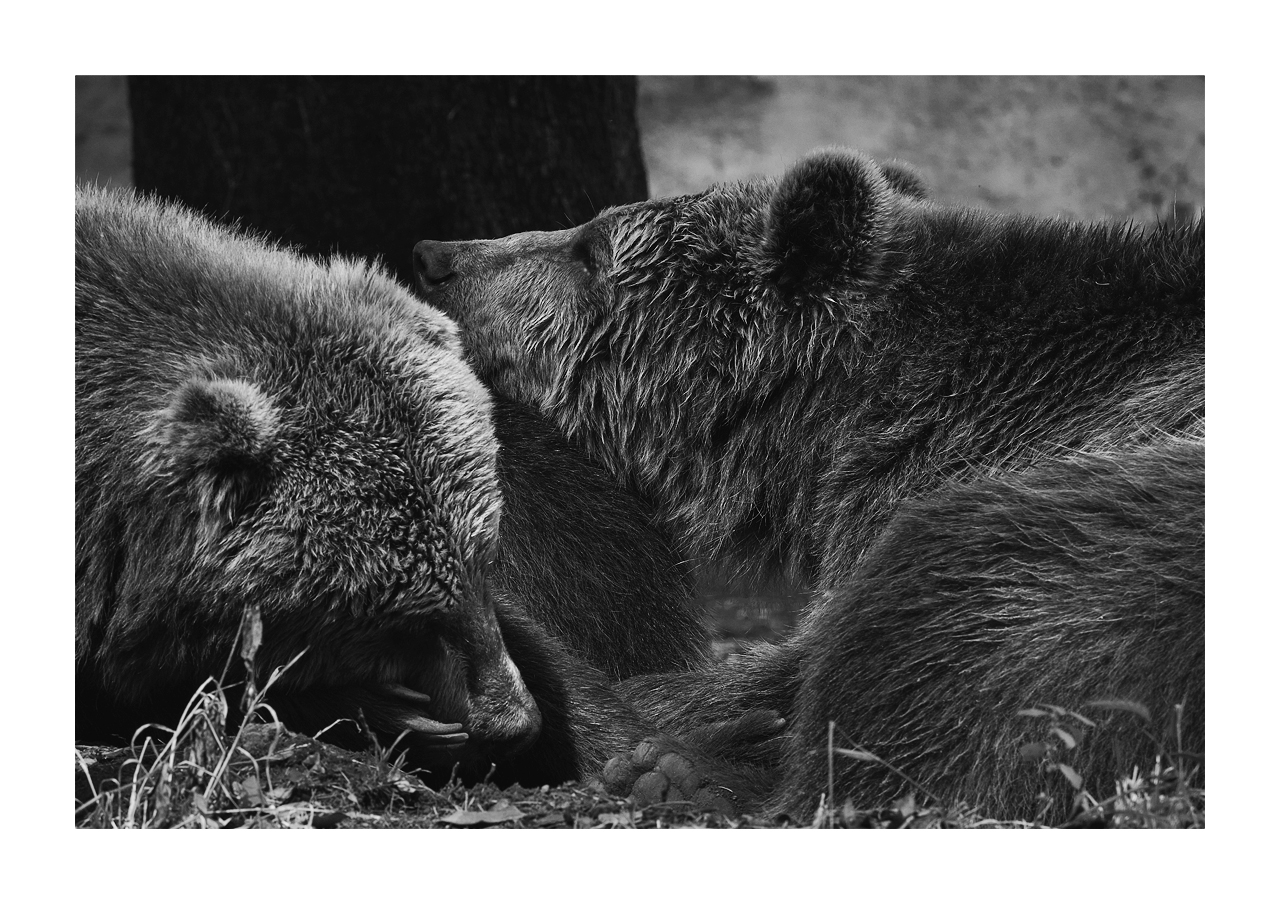 Brown bear, biopark Rome