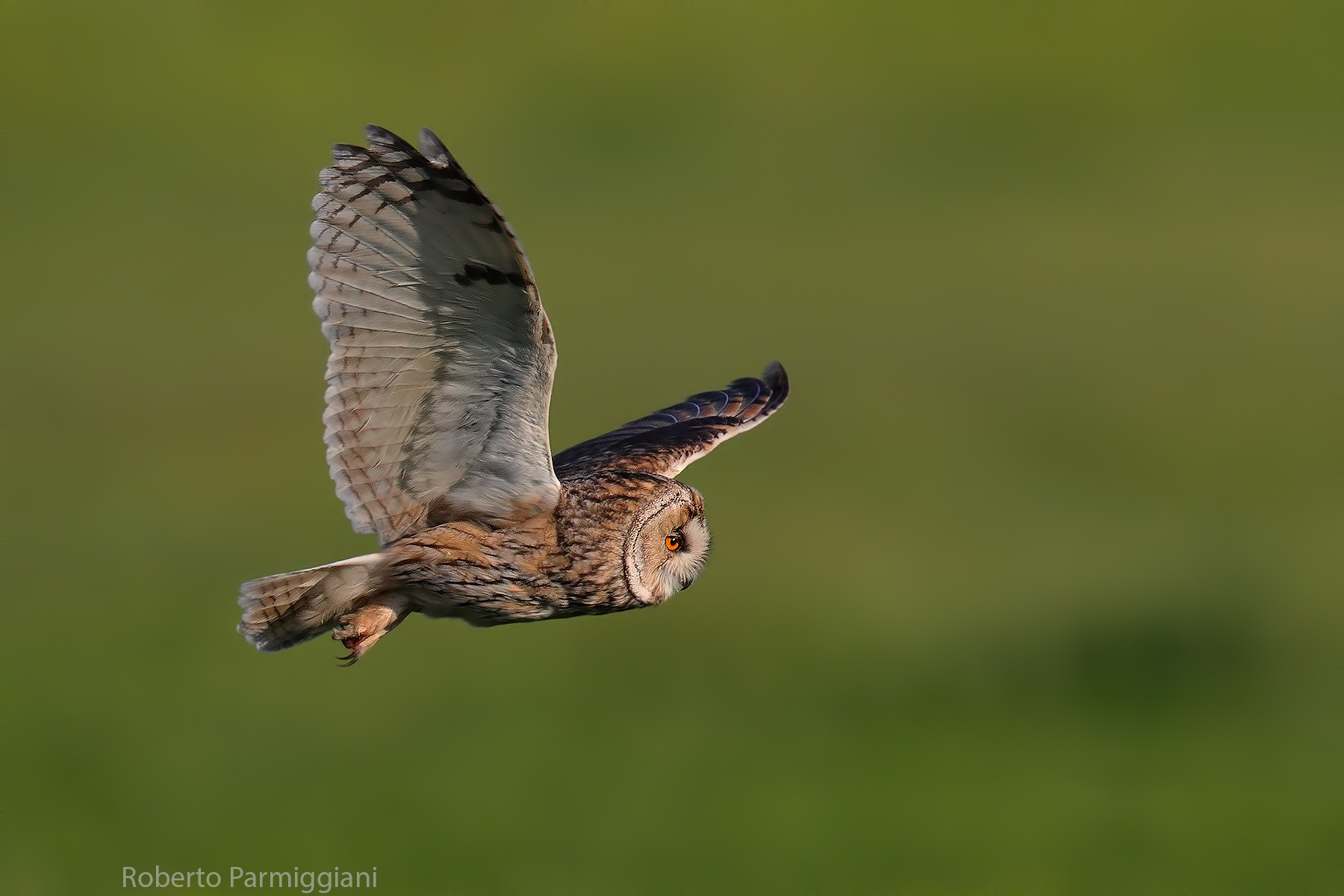 Gufo comune i caccia diurna