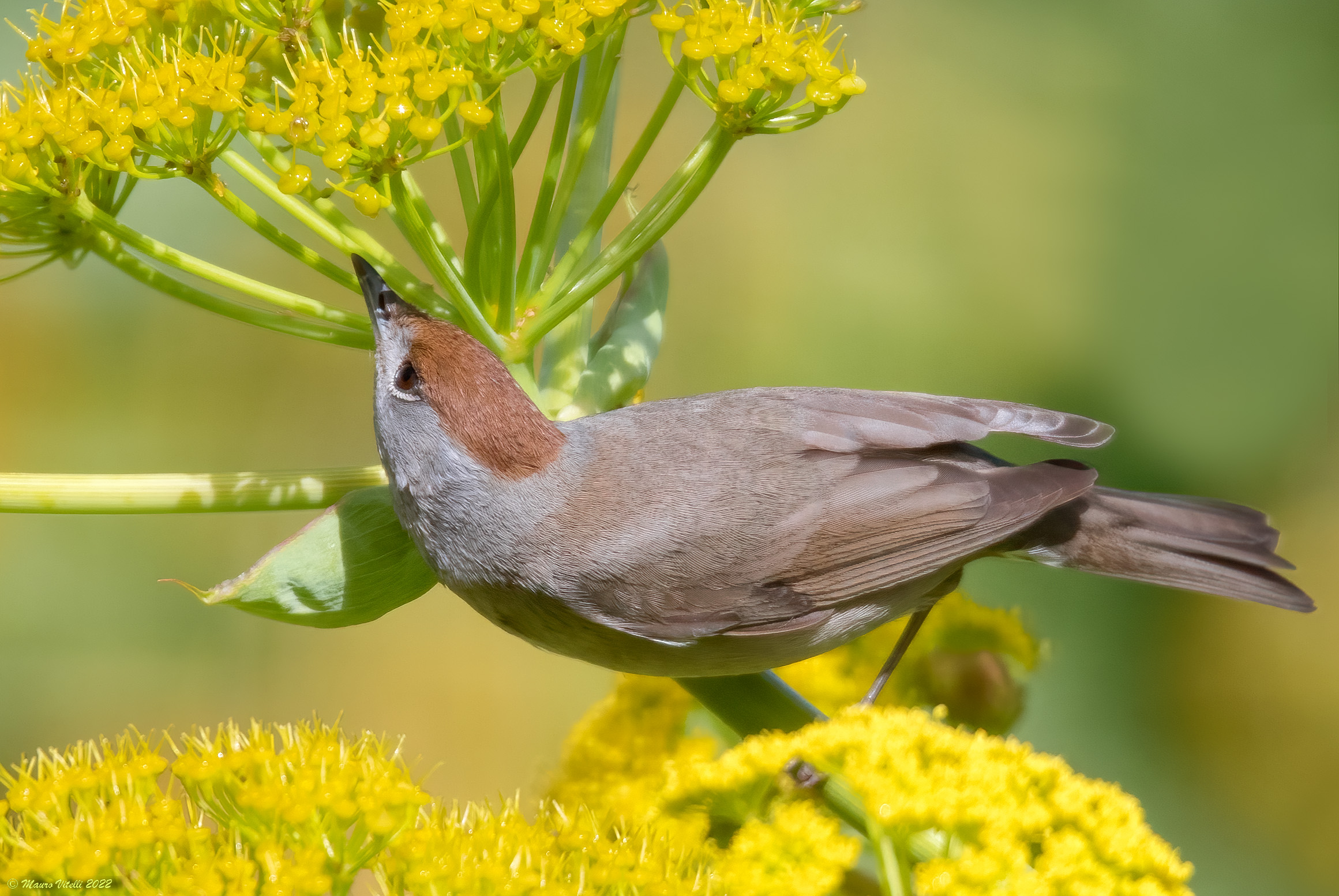 Blackcap (Sylvia atricapilla) F