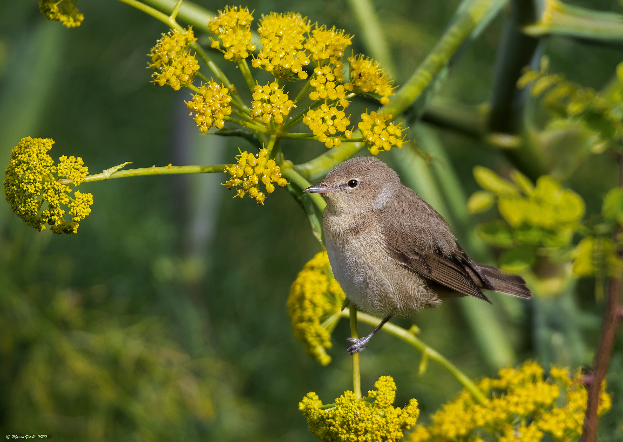 Woodcock (Sylvia borin)
