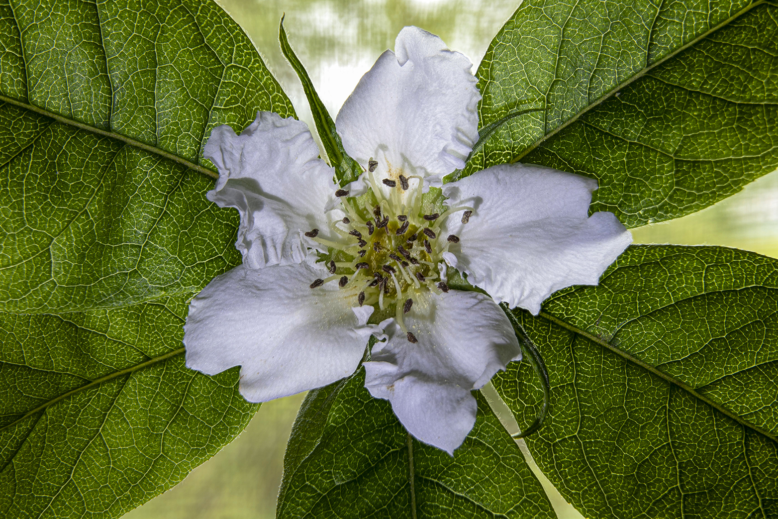 Flower of Medlar of Germany...