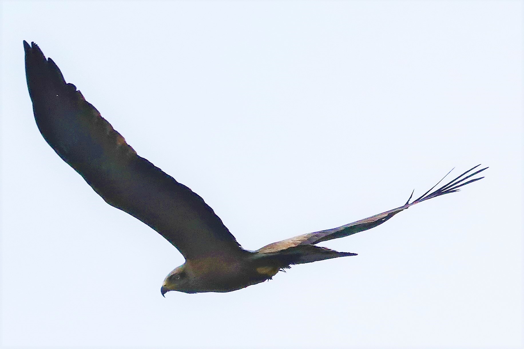 Nibbio bruno 24-04-2022