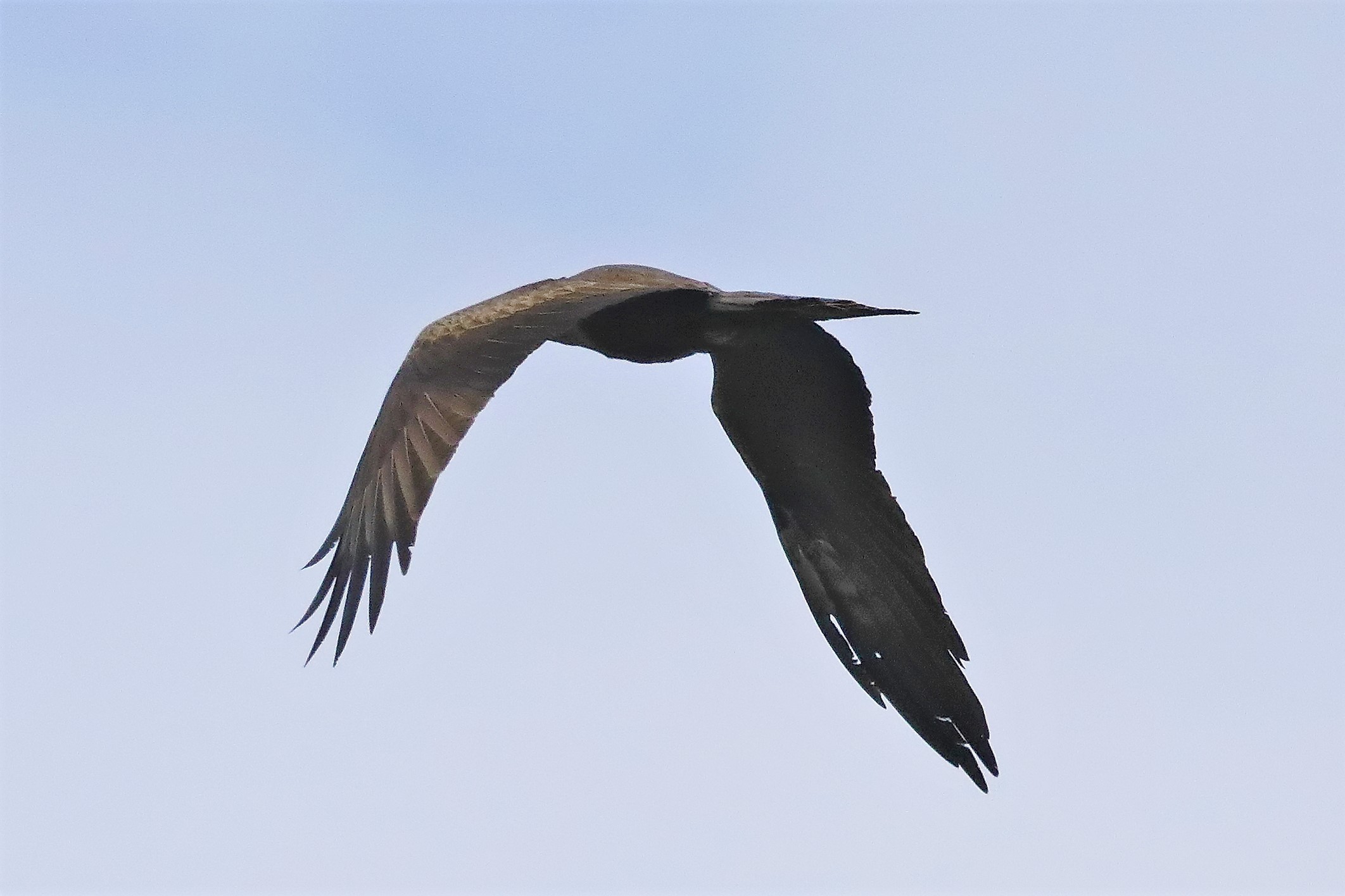 Nibbio bruno 24-04-2022