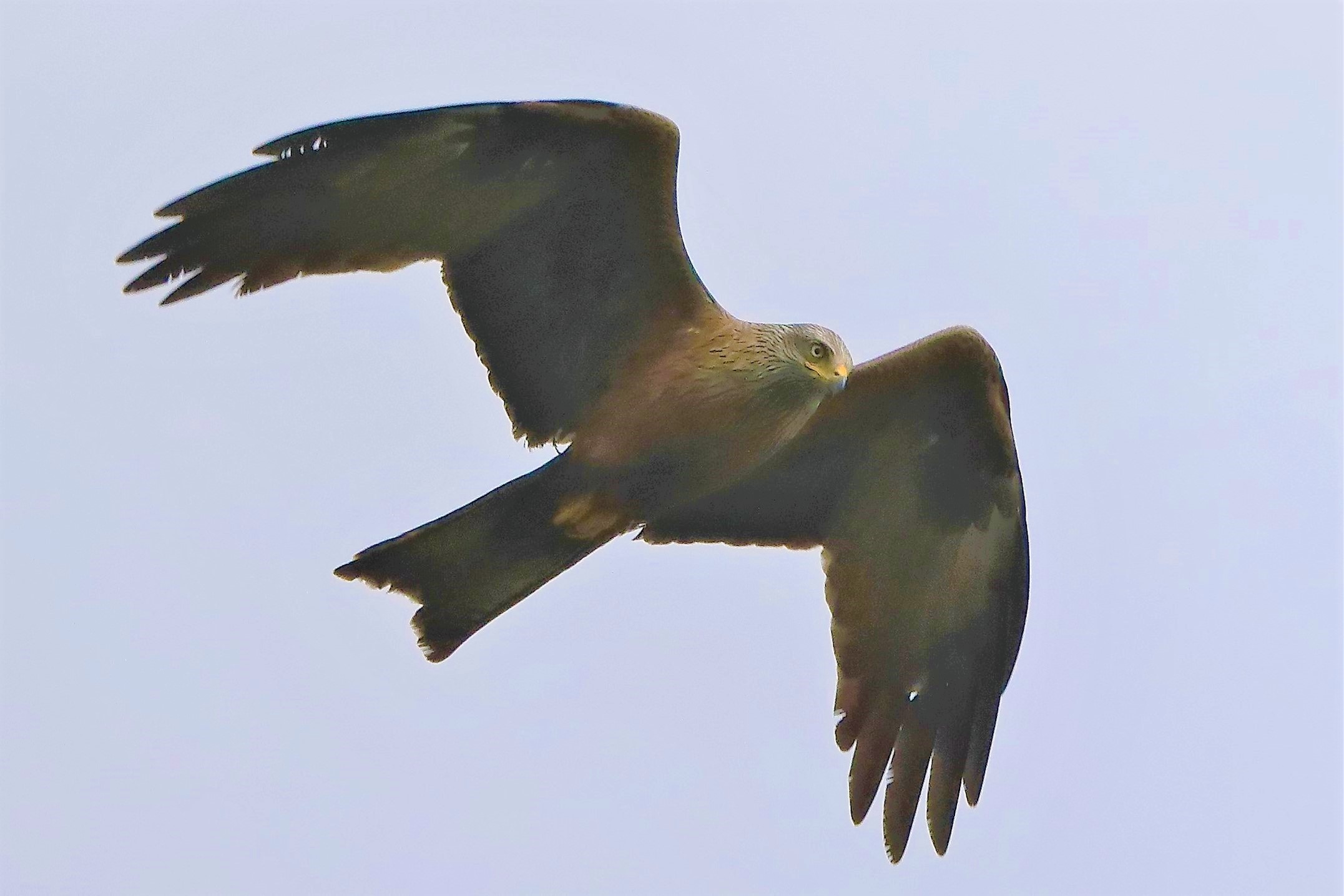 Nibbio bruno 24-04-2022