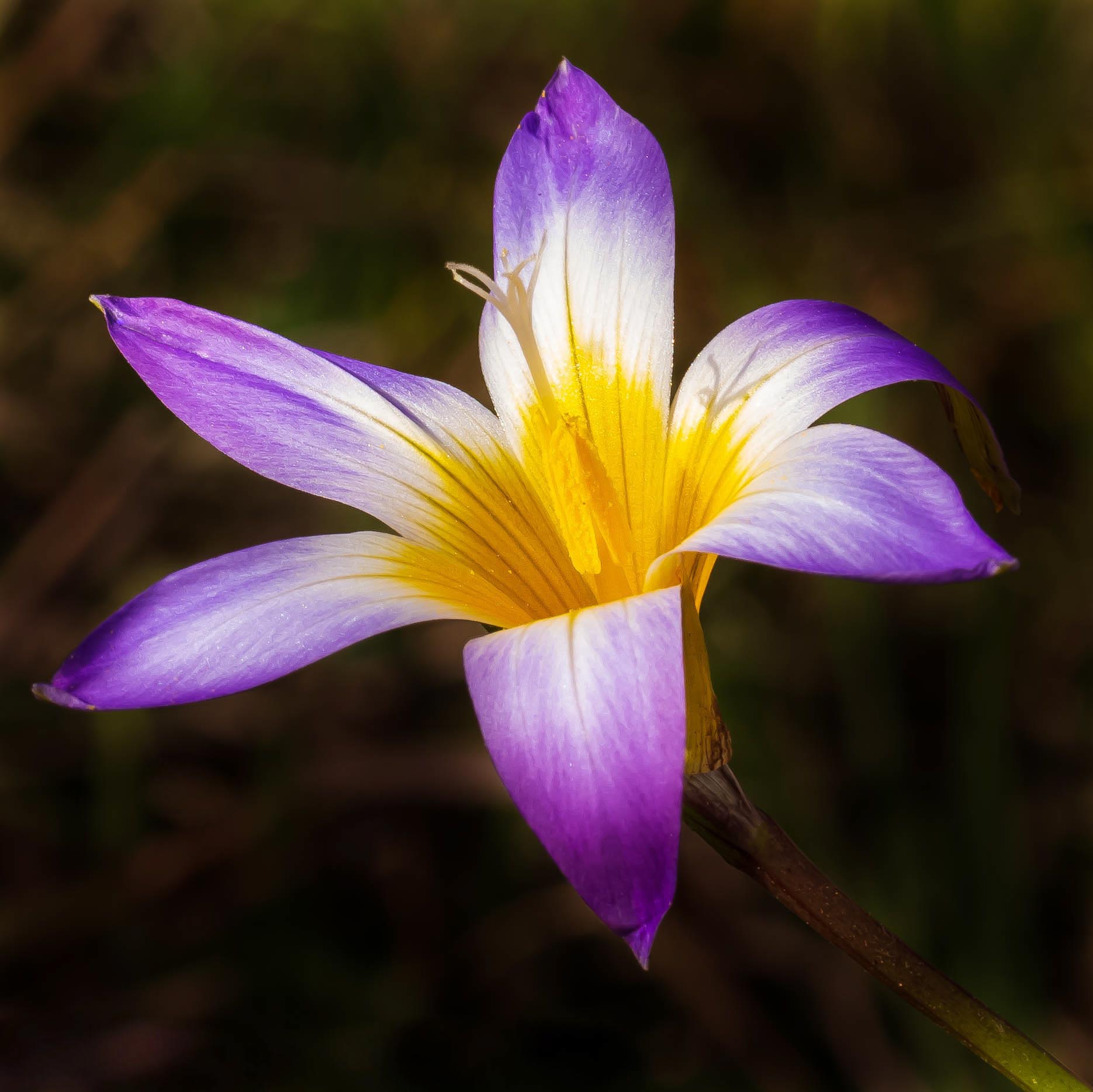 Un piccolo crocus
