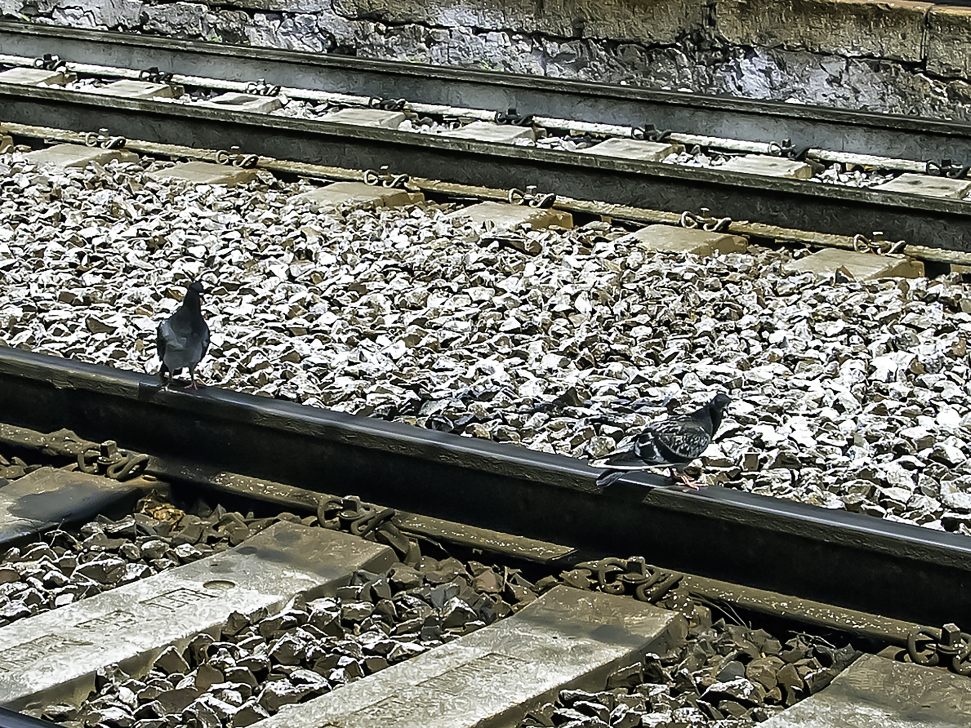 Piccioni viaggiatori...