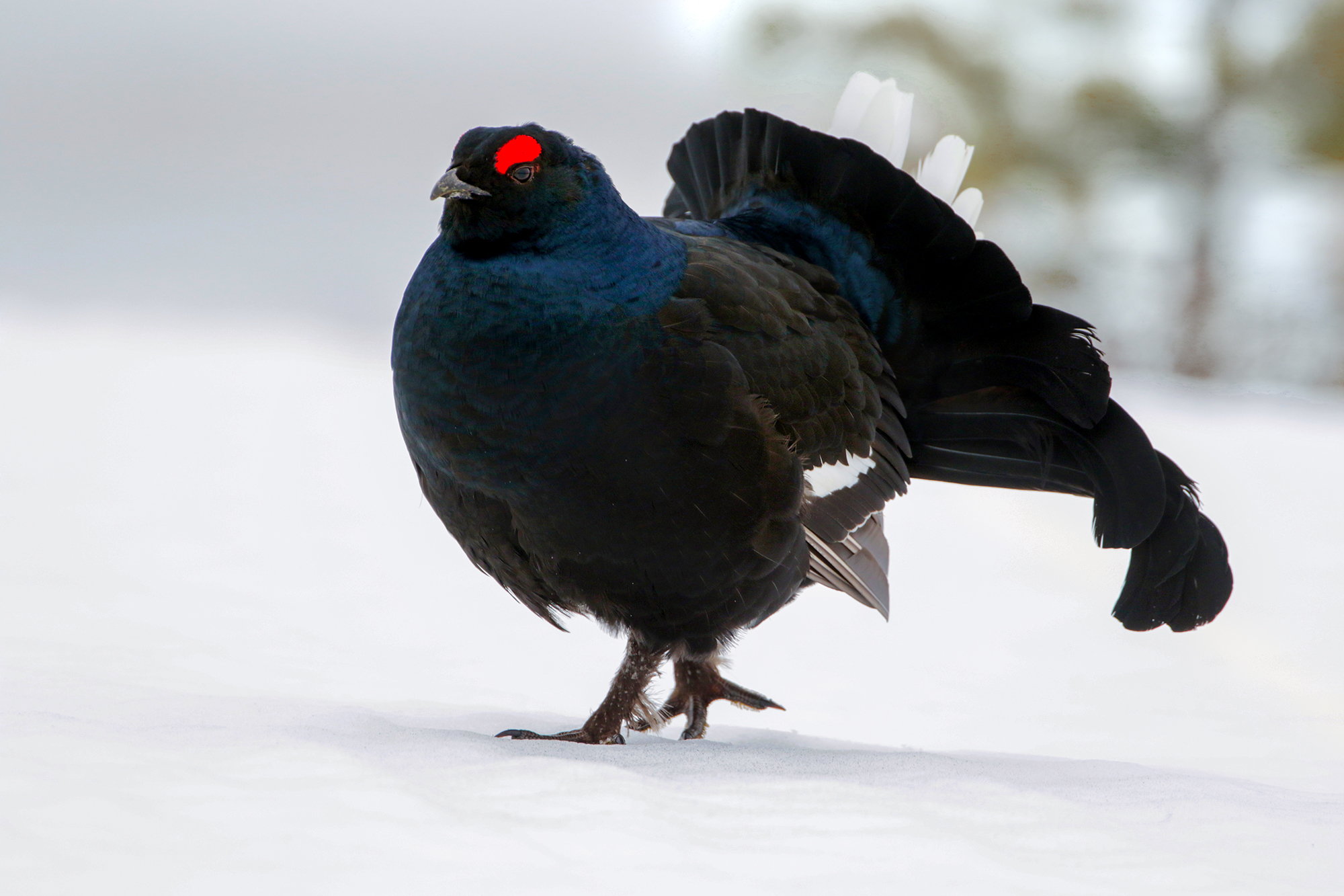 gallo forcello passeggiata nella neve