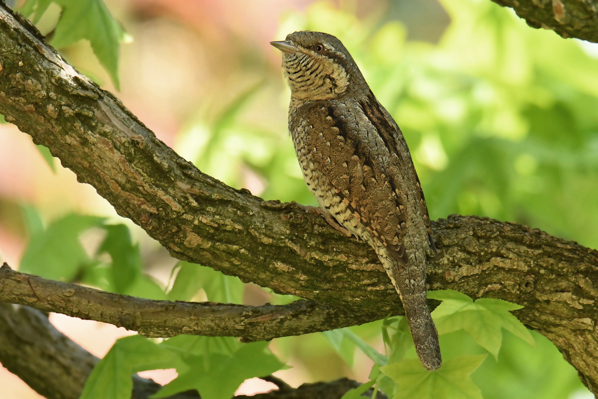 Wryneck