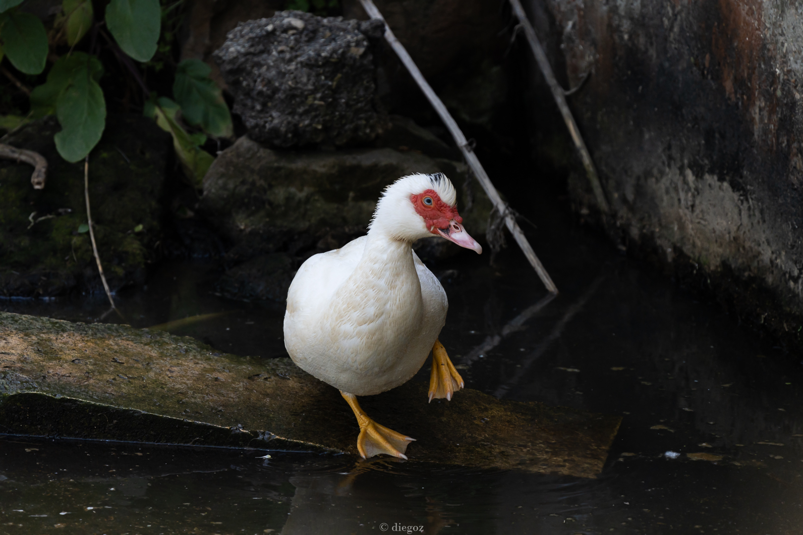 mute duck