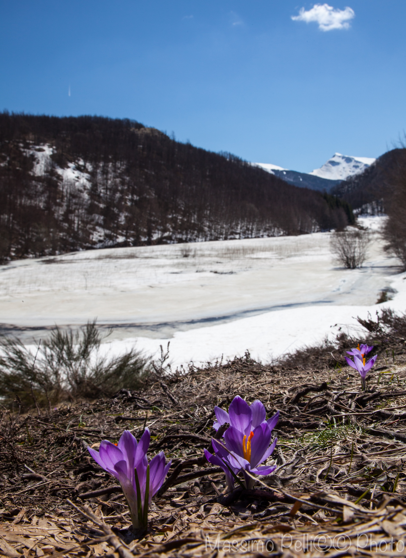 Disgelo poi fioritura