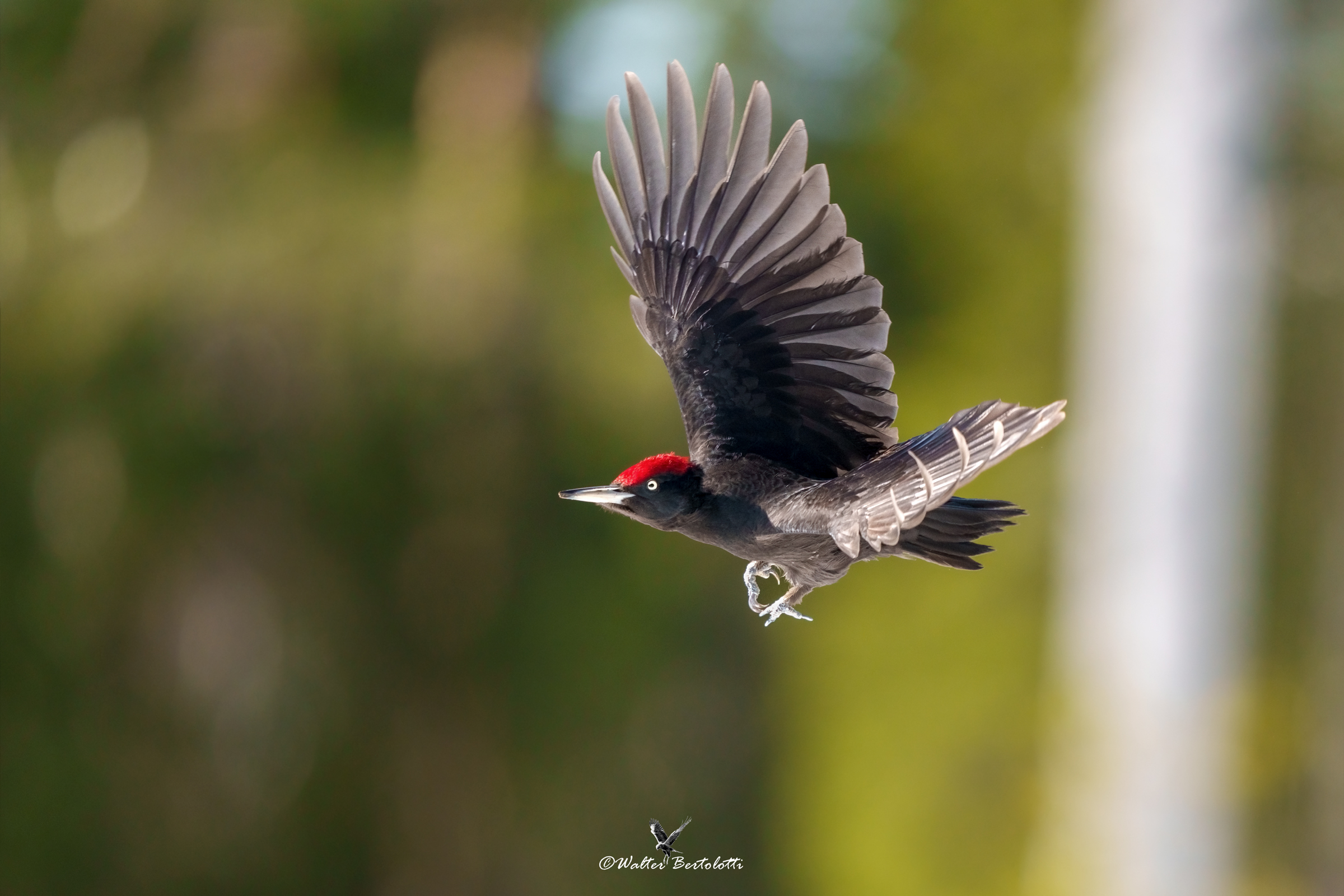 il volo del picchio nero