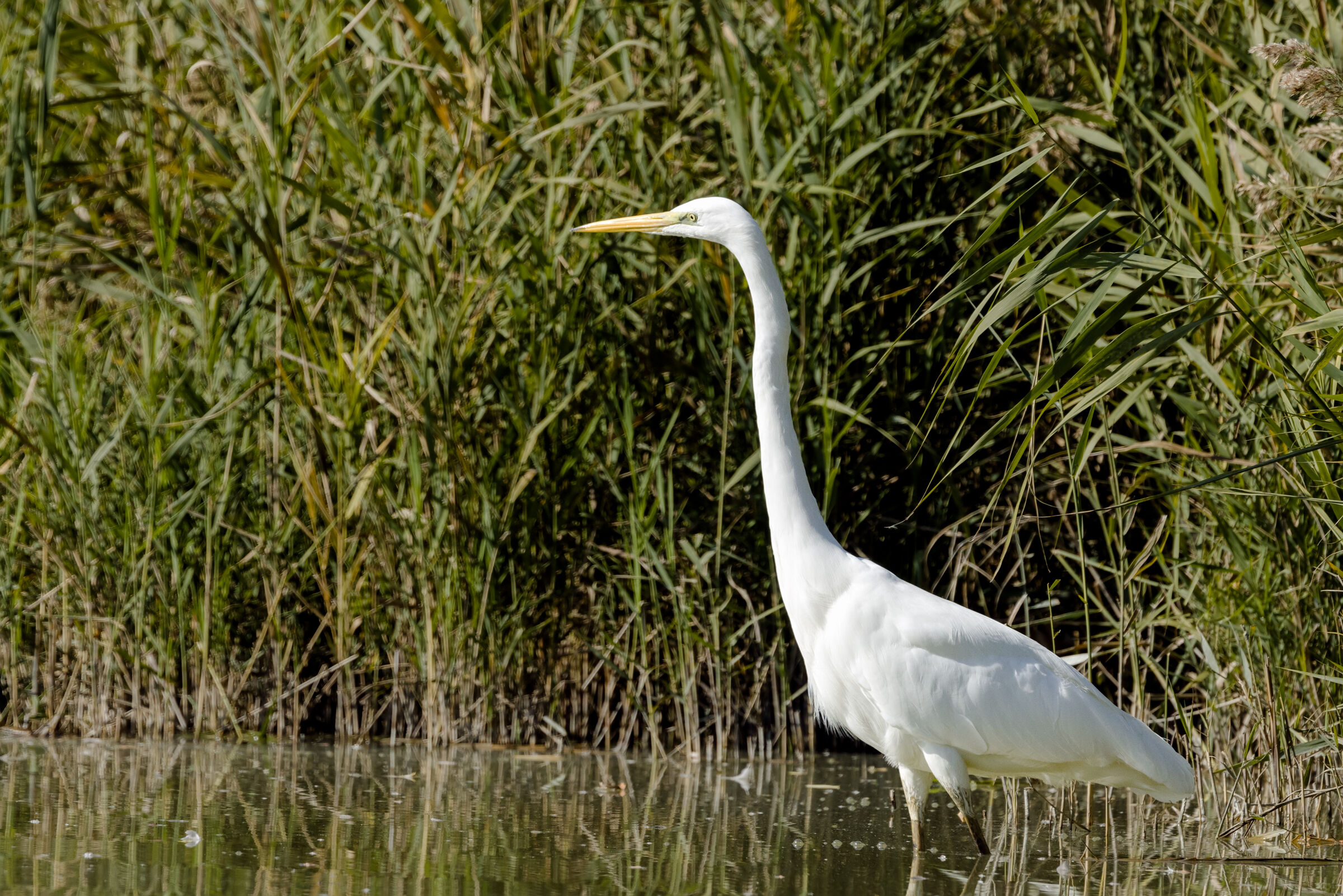 Great white heron