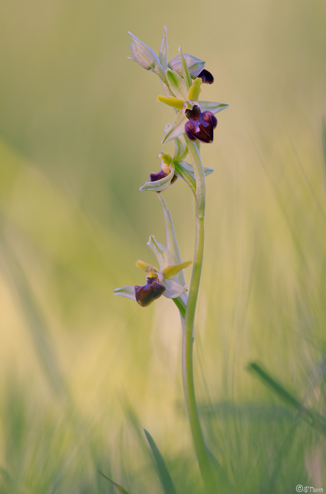 Ophrys sphegodes