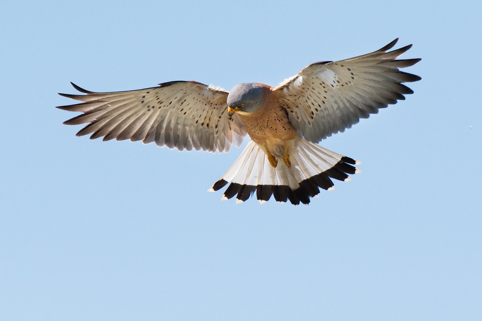 Kestrel