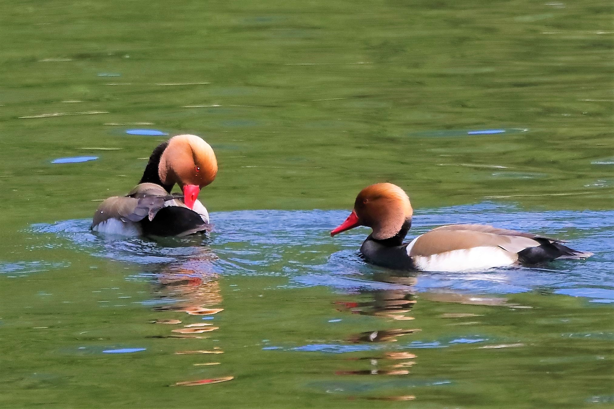 fistone turco 25-04-2022