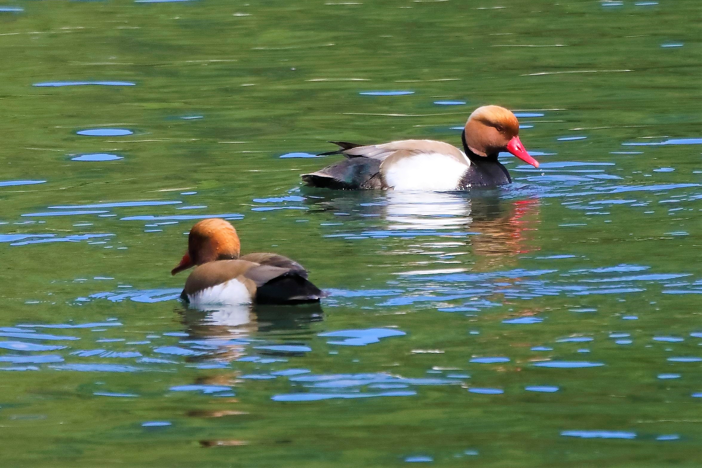 fistone turco 25-04-2022