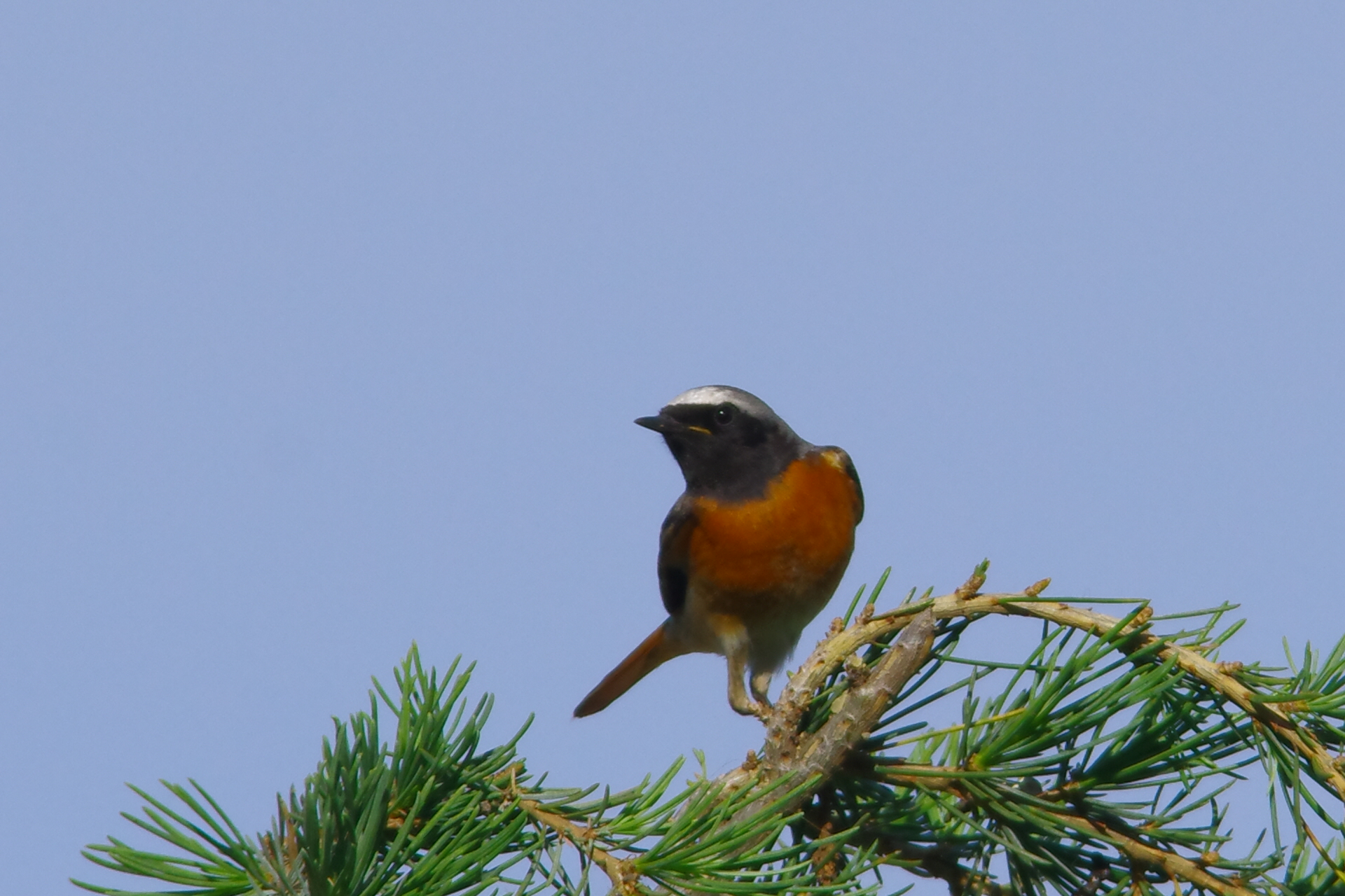 Codirosso maschio in pieno colore