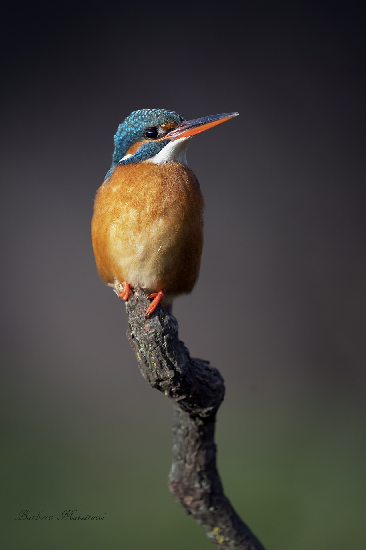 Kingfisher
