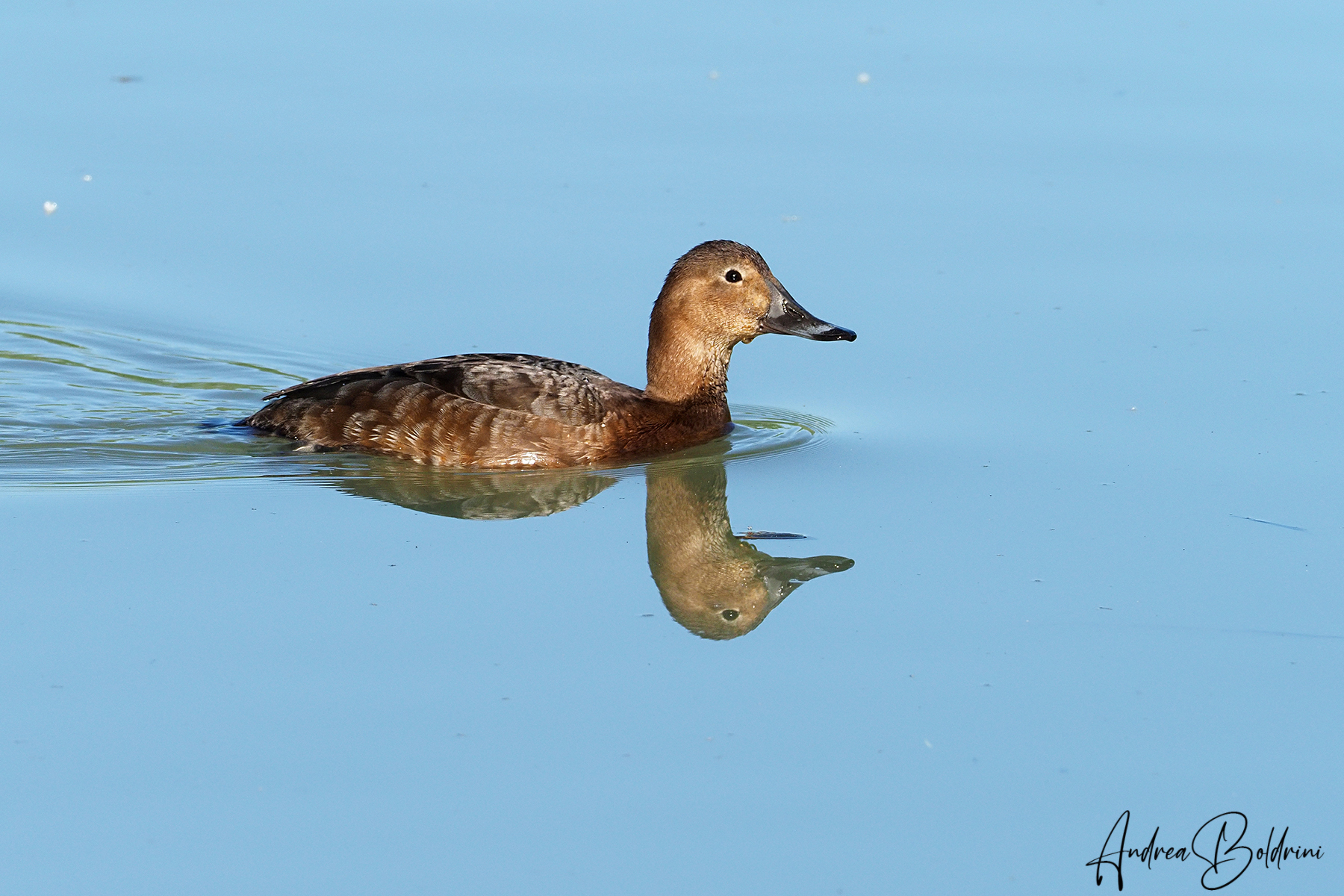 Common pochard