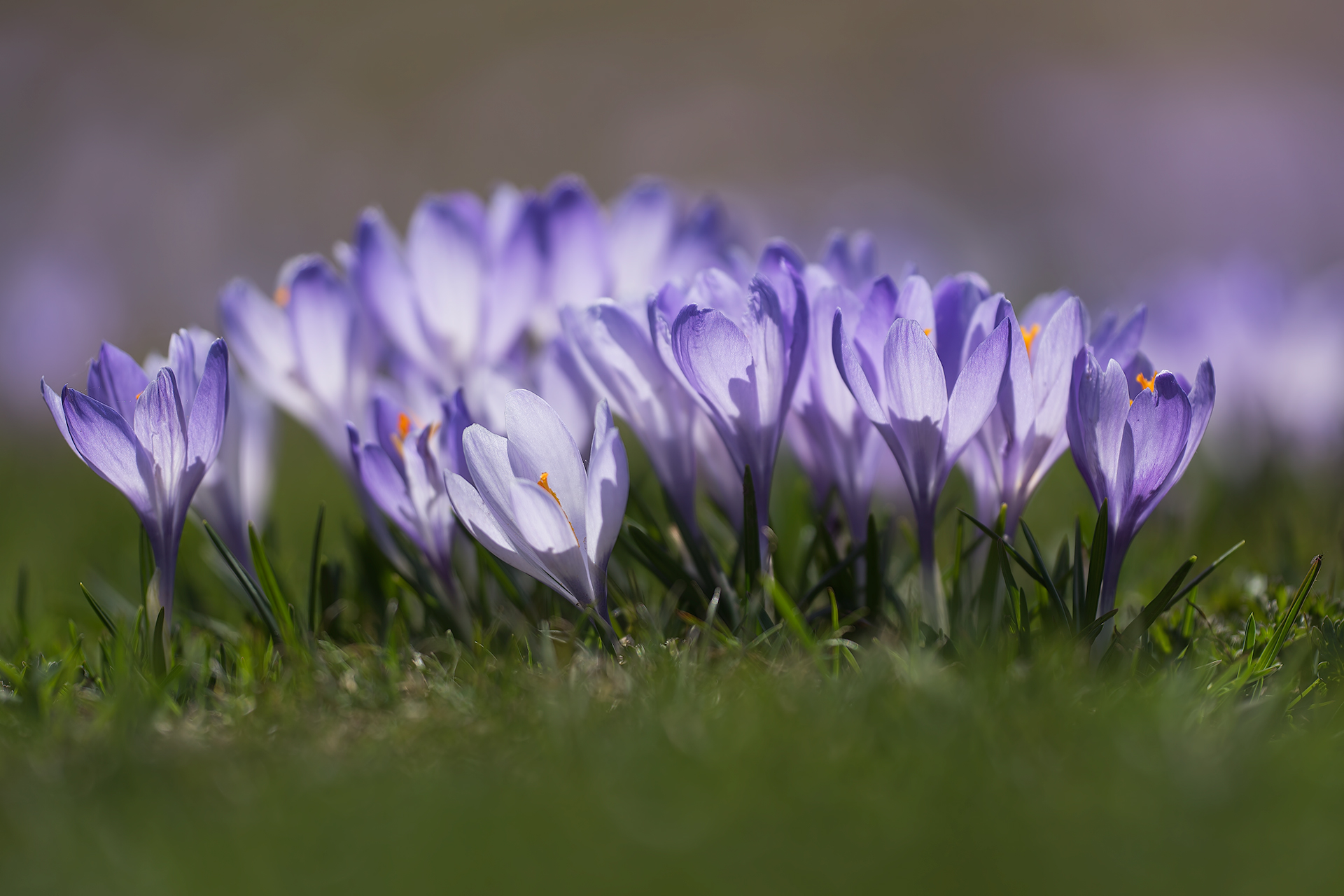 Crocus