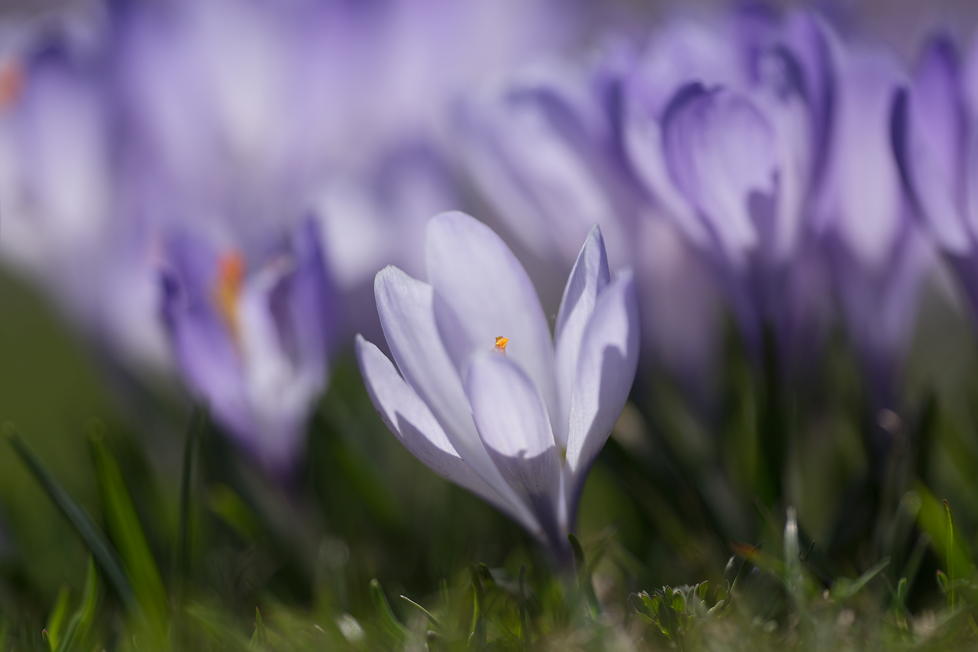 Crocus