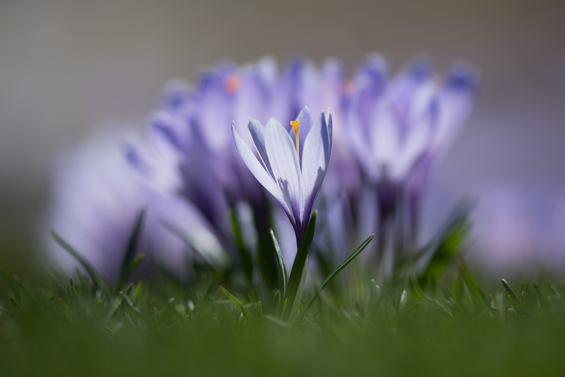 Crocus