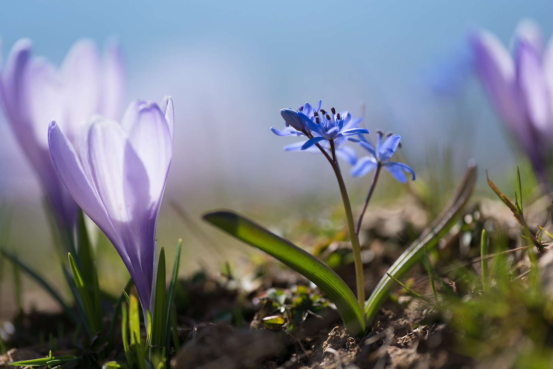to be identified among the crocuses